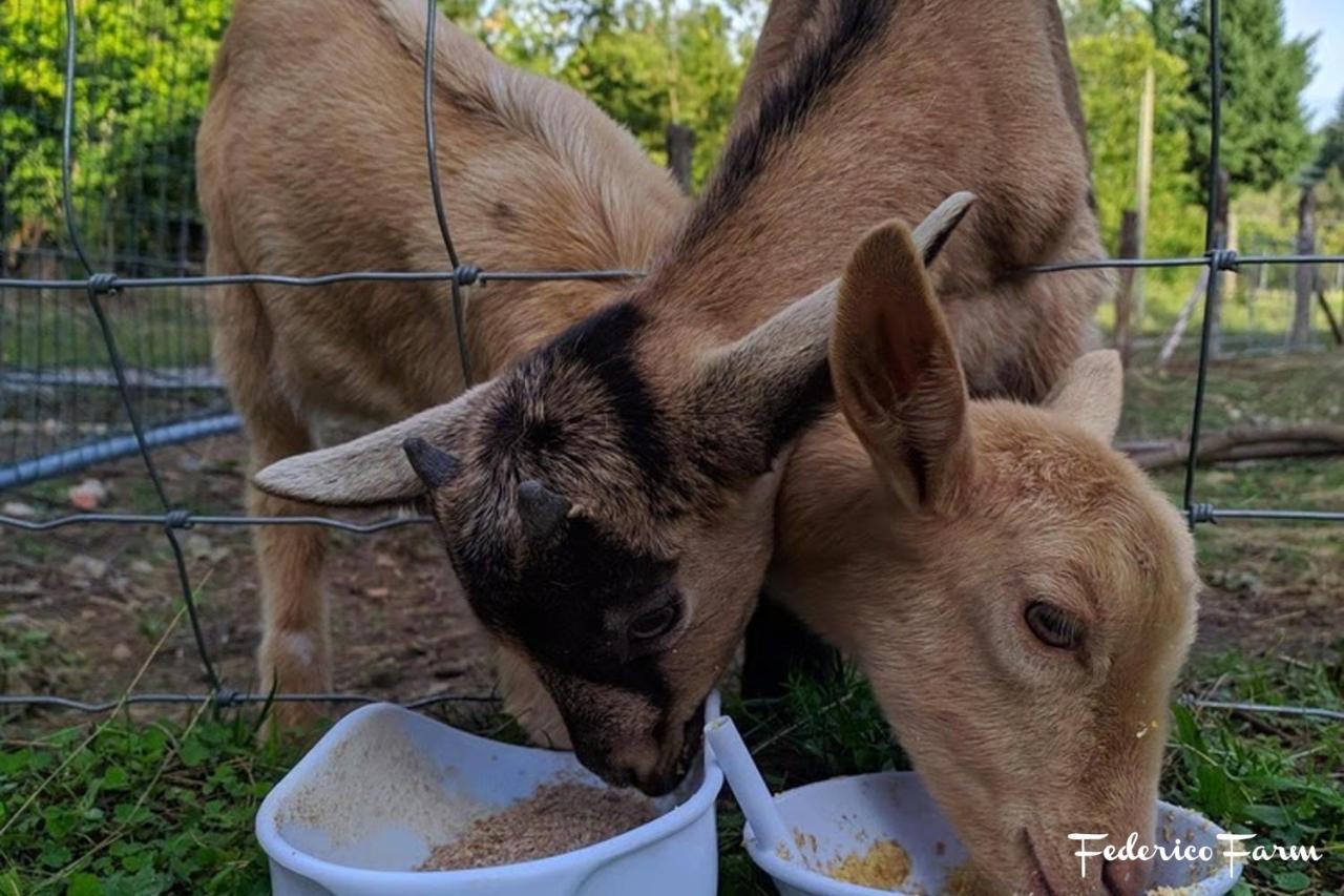 Camping Grondola - Federicofarm Pontremoli Bagian luar foto